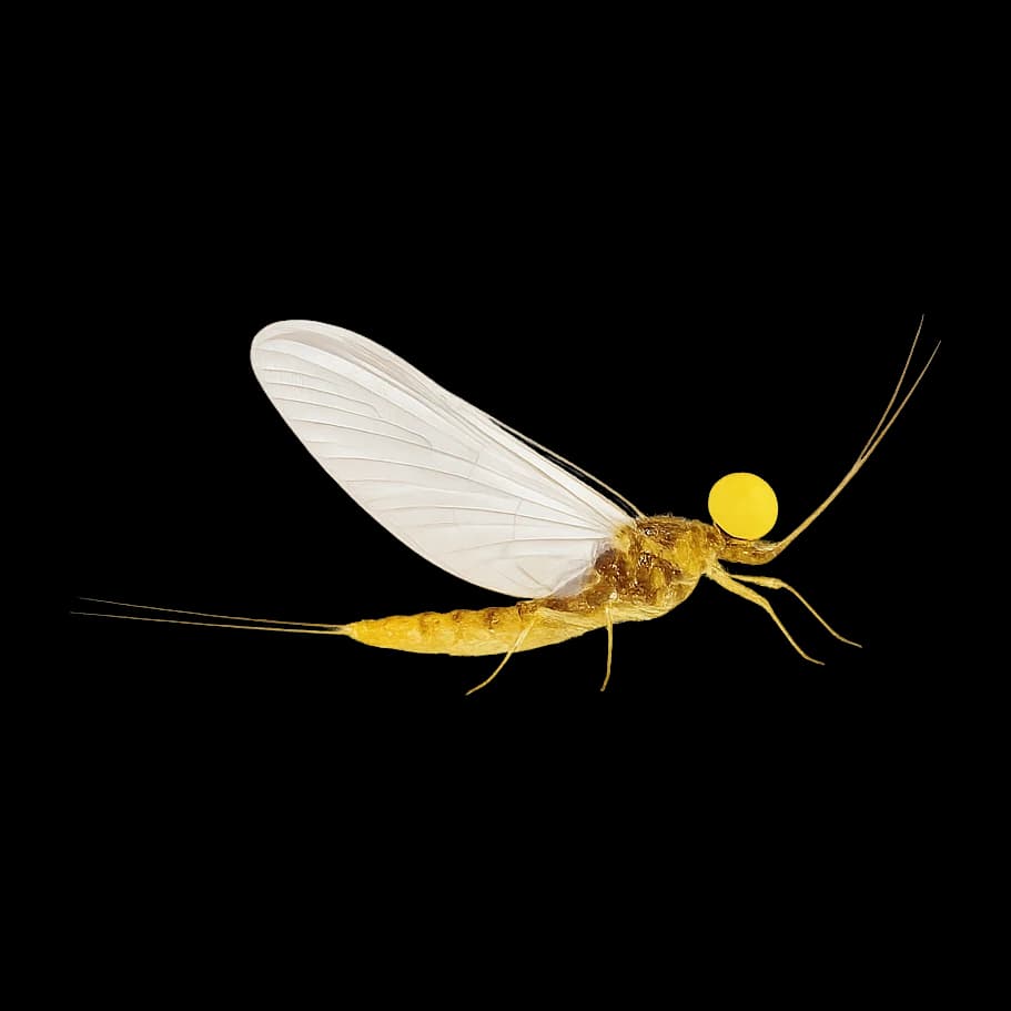 Pale Morning Dun — Spinner