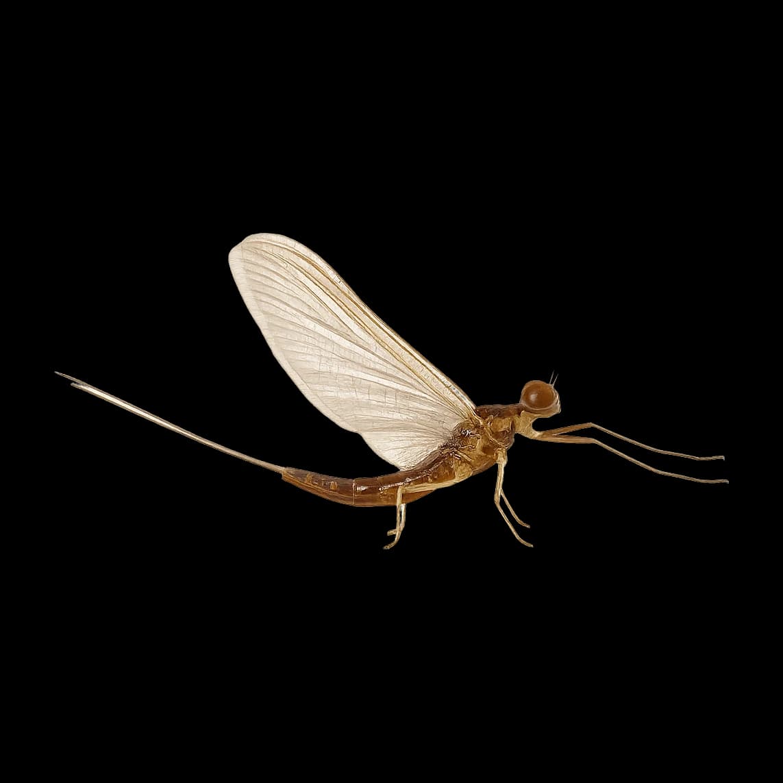 Hendrickson — Spinner