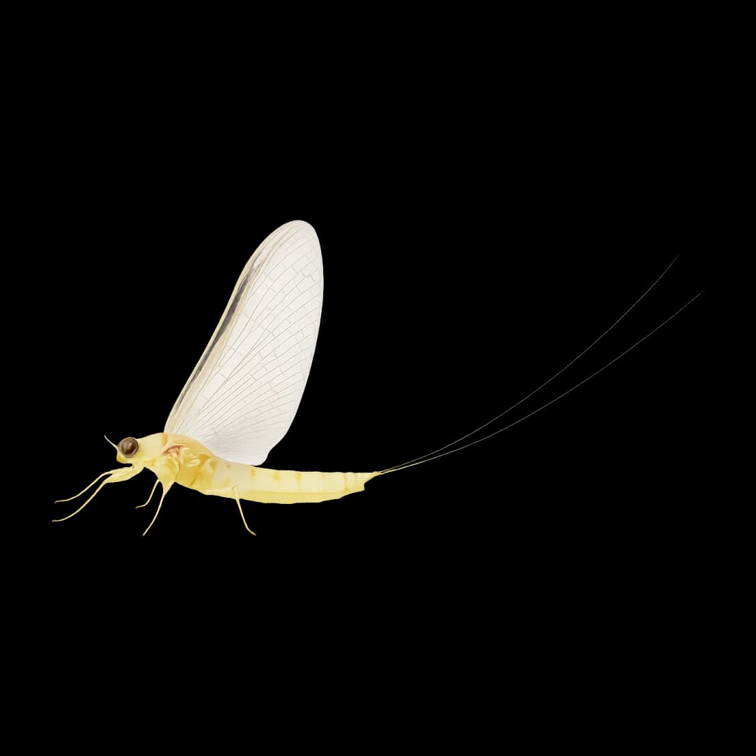White Fly — Spinner