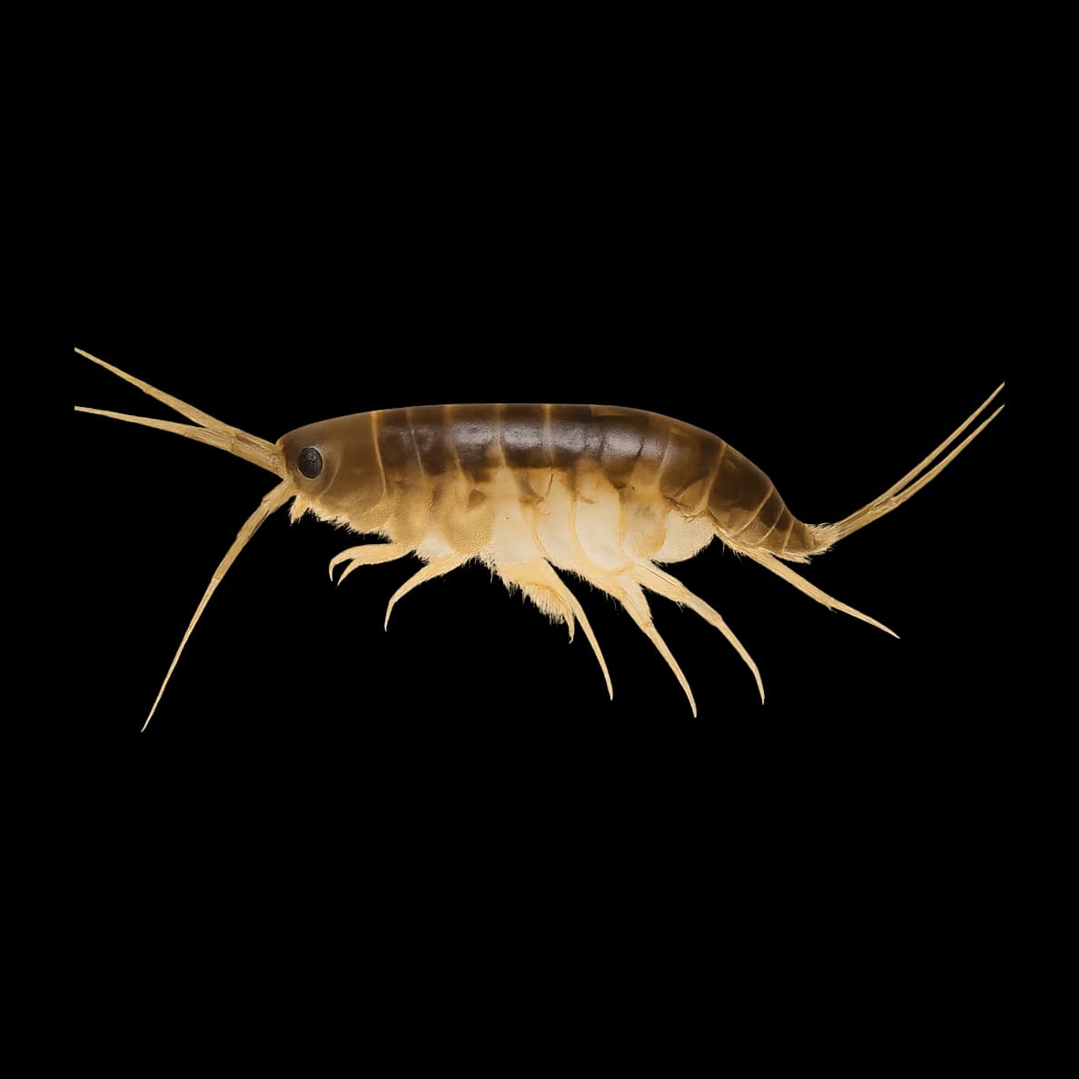 Freshwater Shrimp — Adult