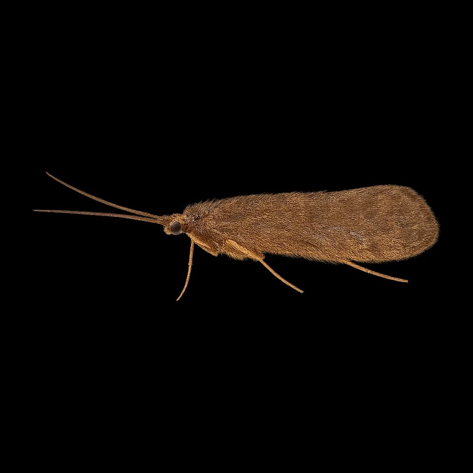 Brown Sedge — Adult