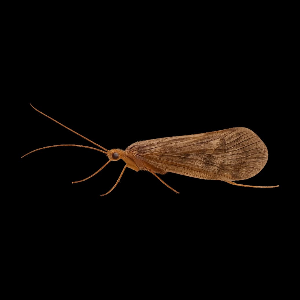 Caperer — Adult