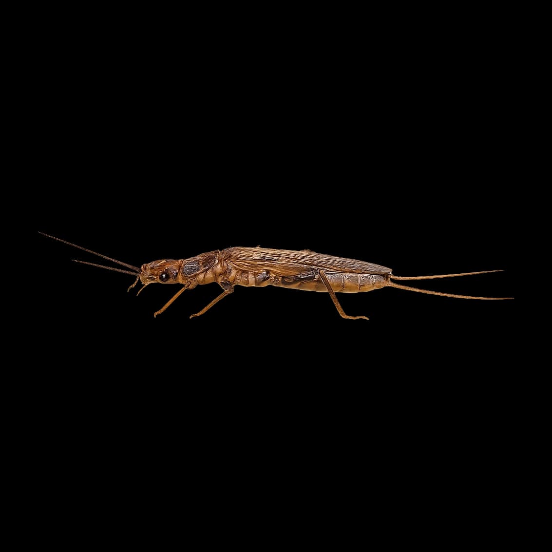 Golden Stone — Adult