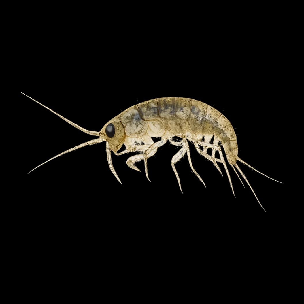 Hyalella azteca — Adult