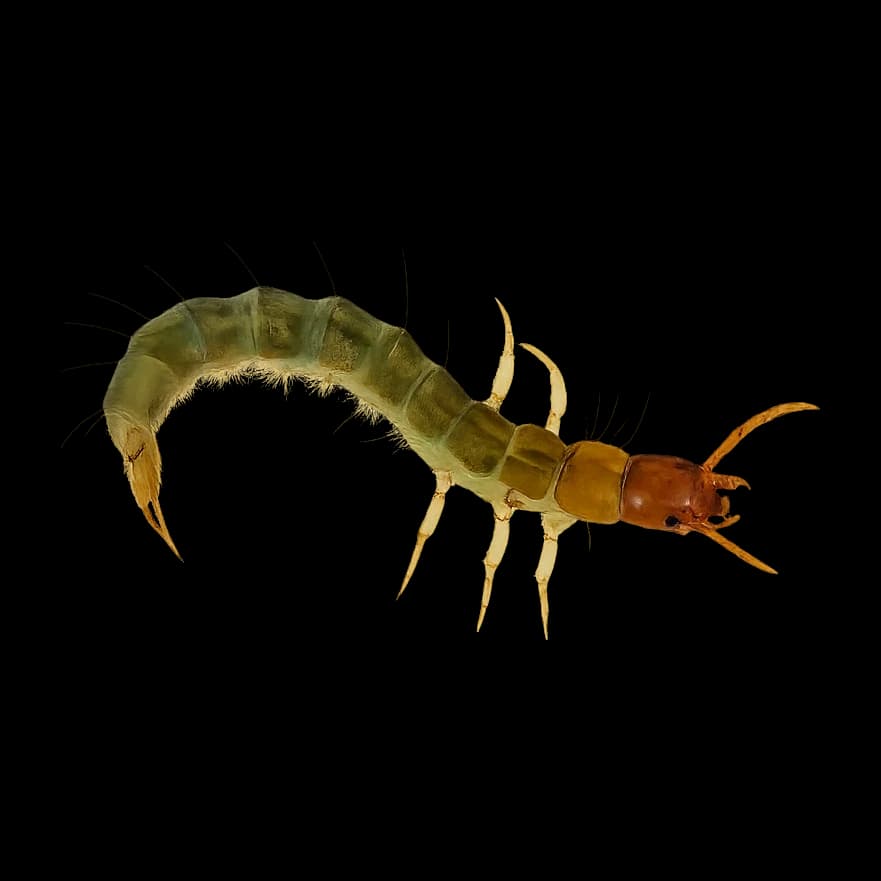 Green Rock Worm / Free-living Caddis — Nymph