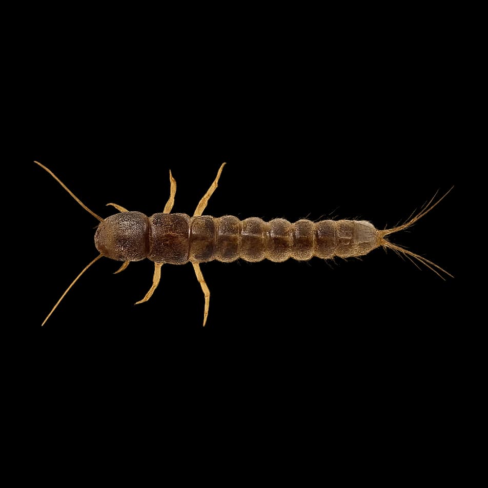 Caddis / Sedge — Nymph