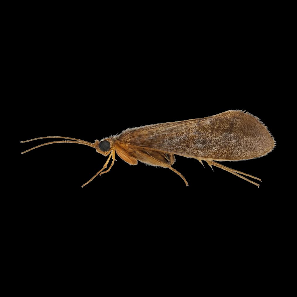Net-Spinning Caddis (Japan) — Adult