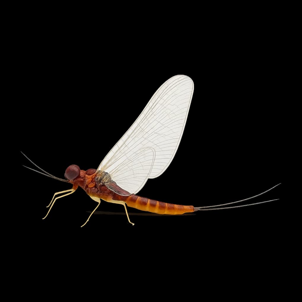 Isonychia japonica — Spinner