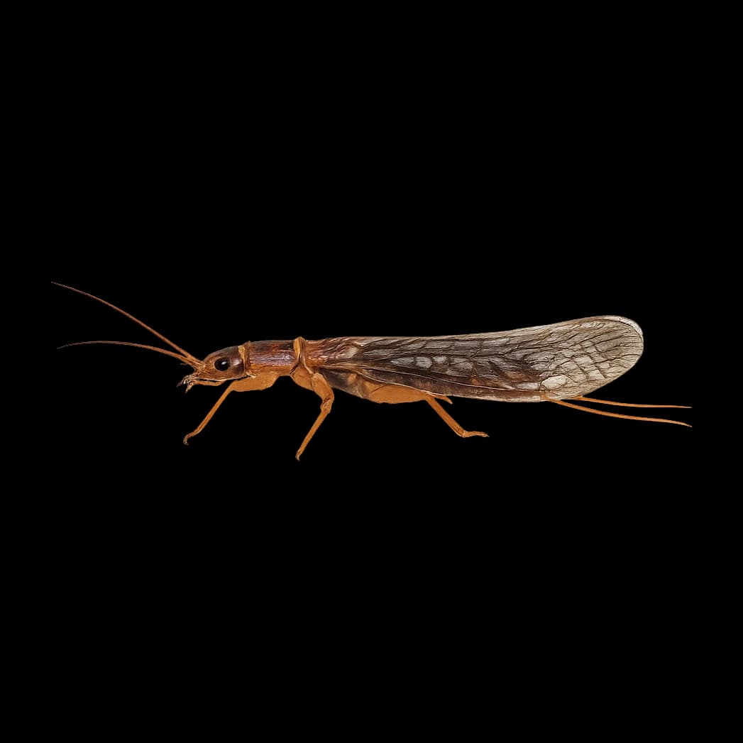 Kamimuria — Adult