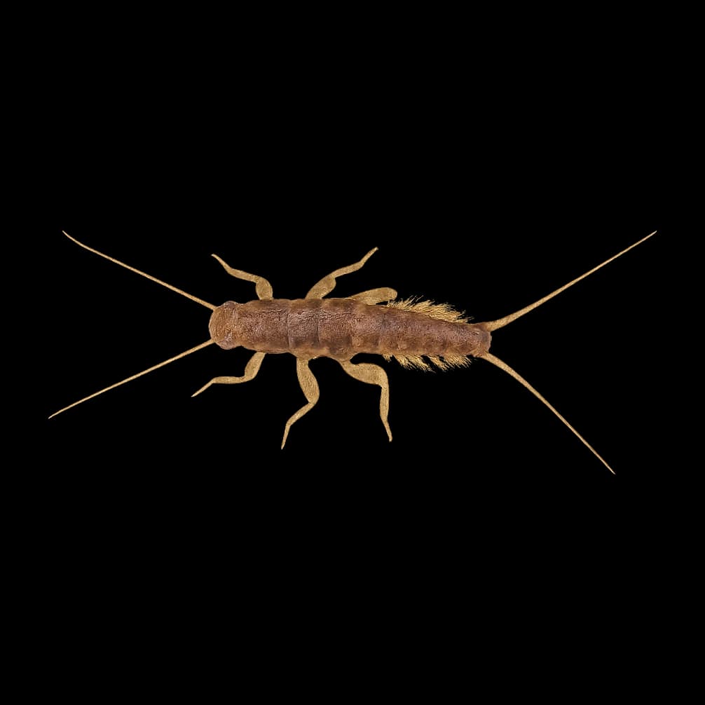 Patagonian Stonefly (Large) — Nymph