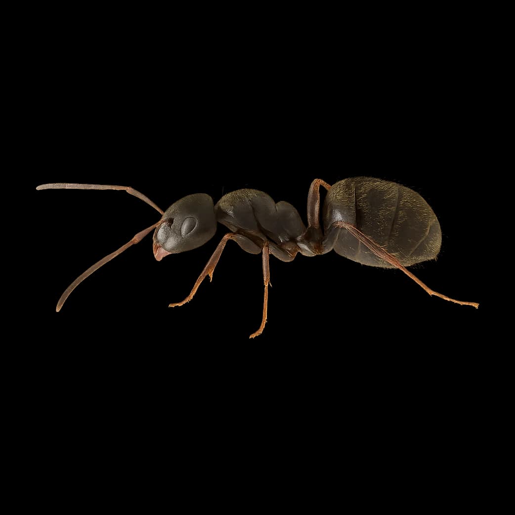 Flying Ants — Adult