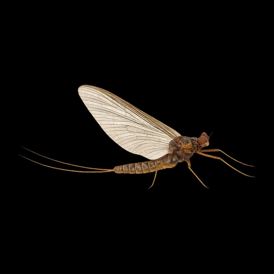 Claret Dun — Spinner