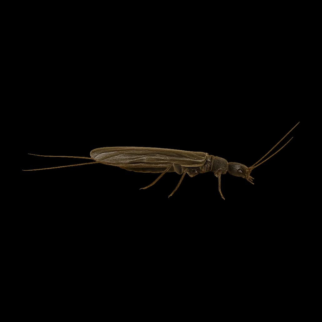 Autumn Needle Fly — Adult