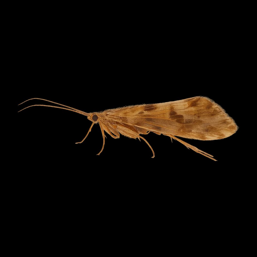 Cinnamon Sedge — Adult