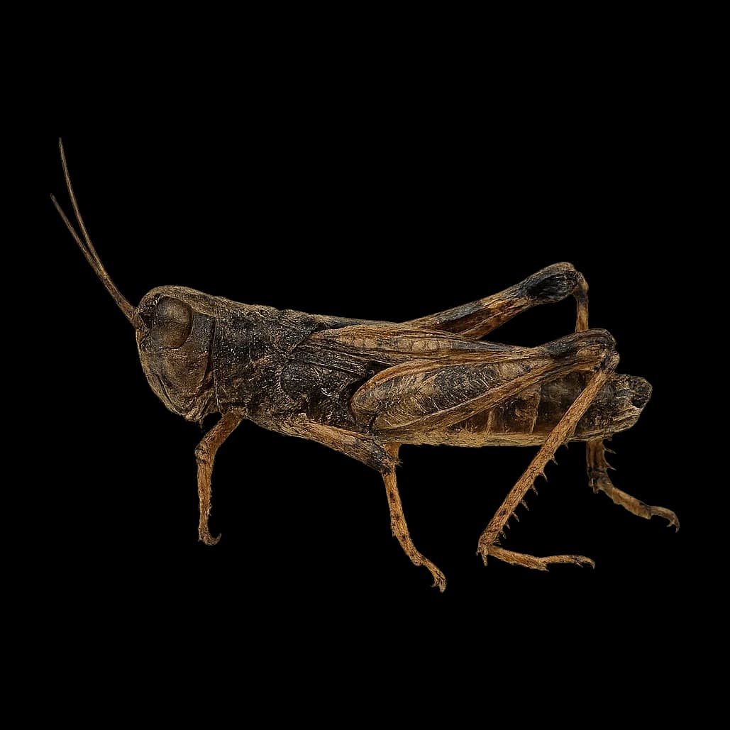 Grasshopper — Adult