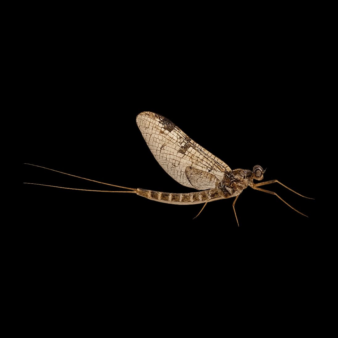 Gray Drake — Spinner