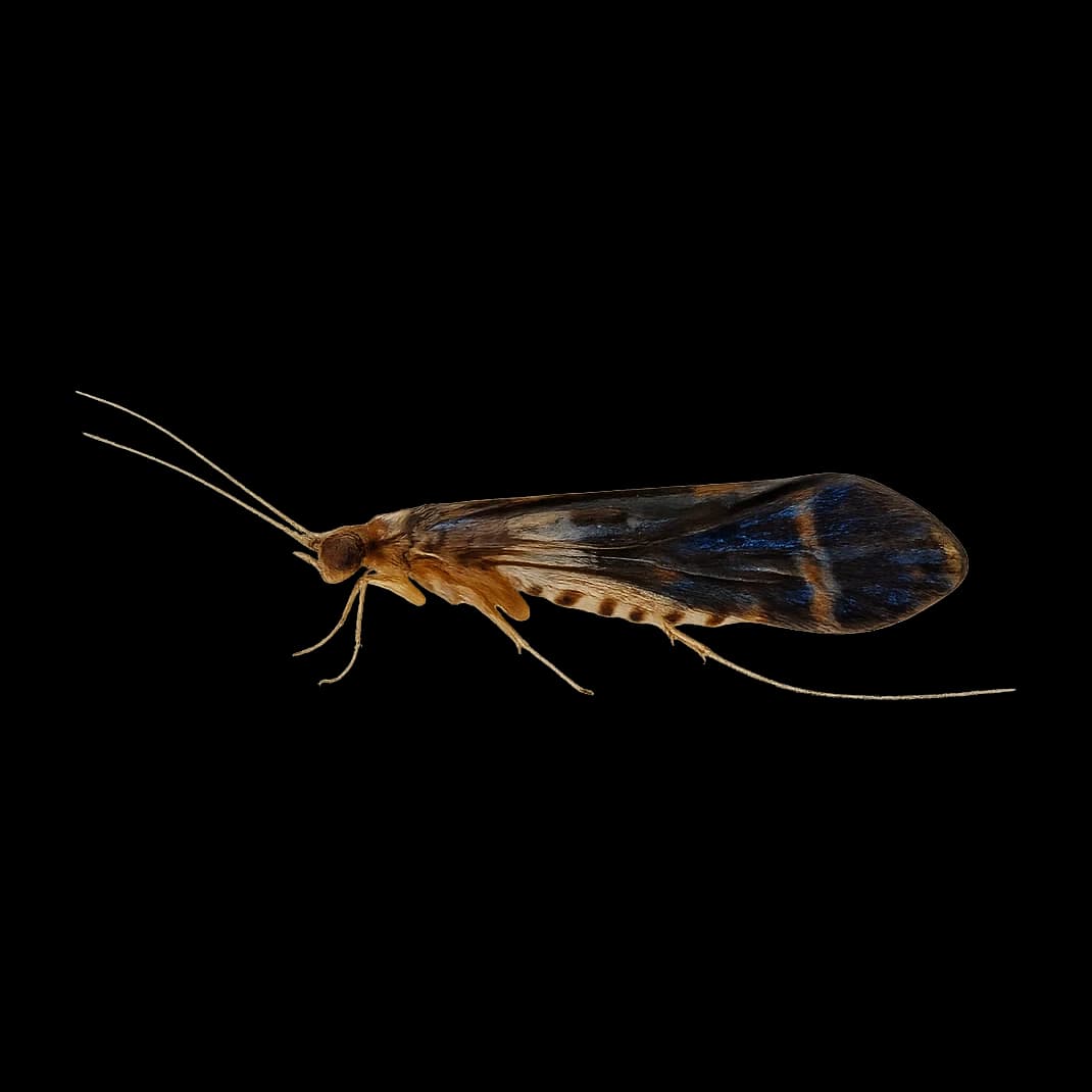 Caddis / Sedge — Adult