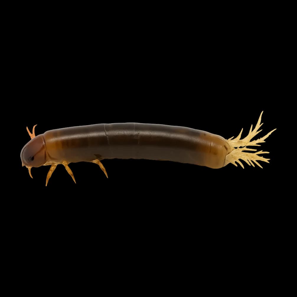 Cased Caddis / Creeper — Nymph