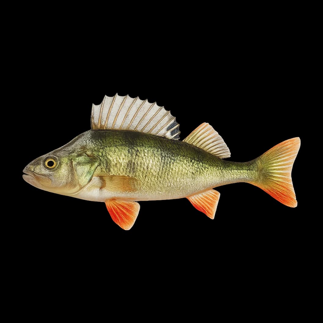 Fry / Baitfish — Adult