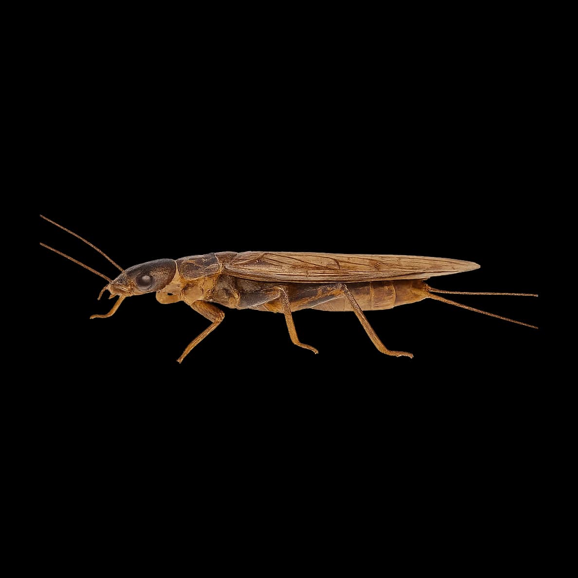 Perla marginata — Adult