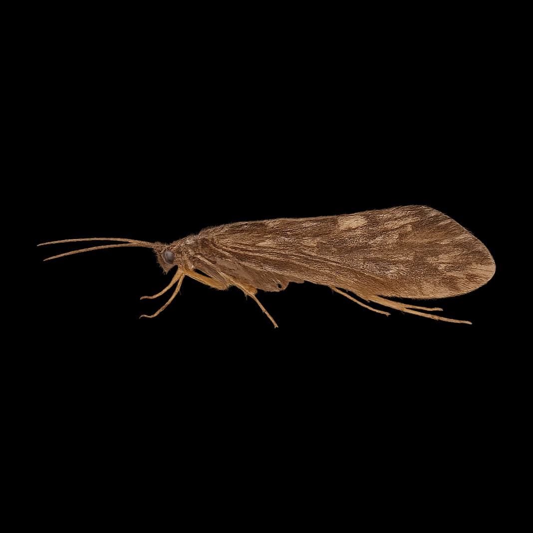 Murrough (Great Red Sedge) — Adult