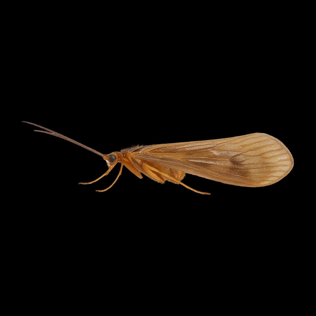 Green Peter — Adult