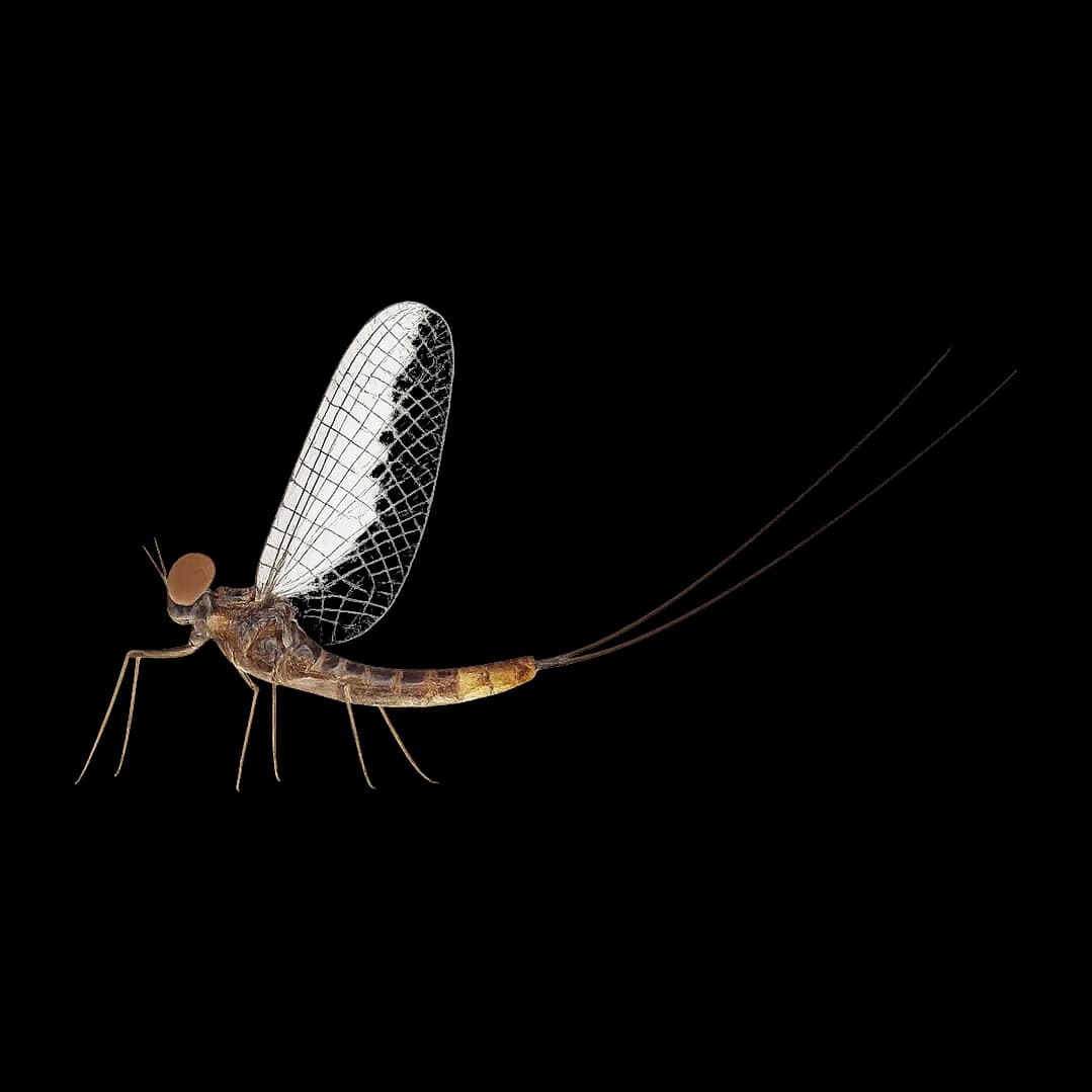 Pale Evening — Spinner