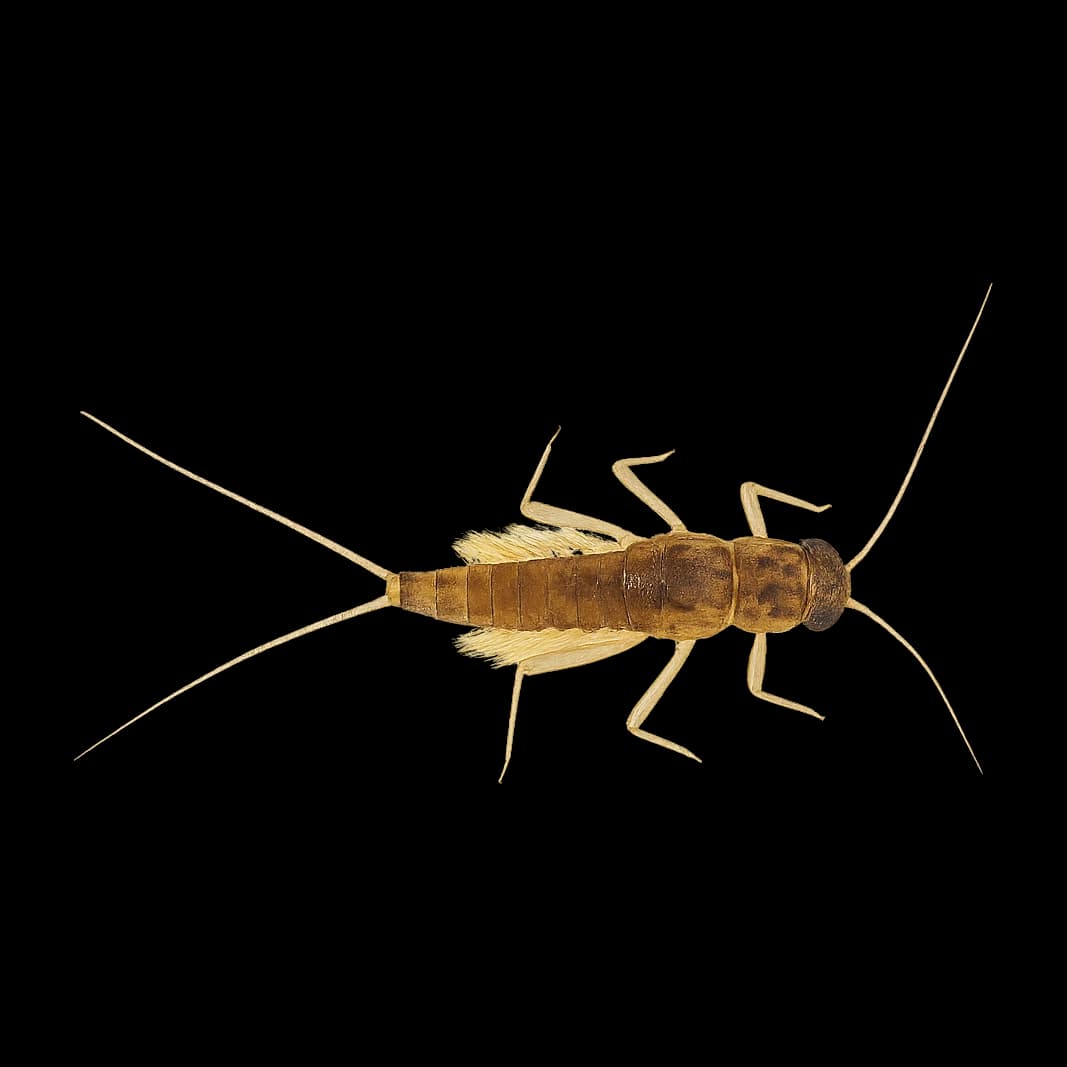 Large Spurwing — Nymph