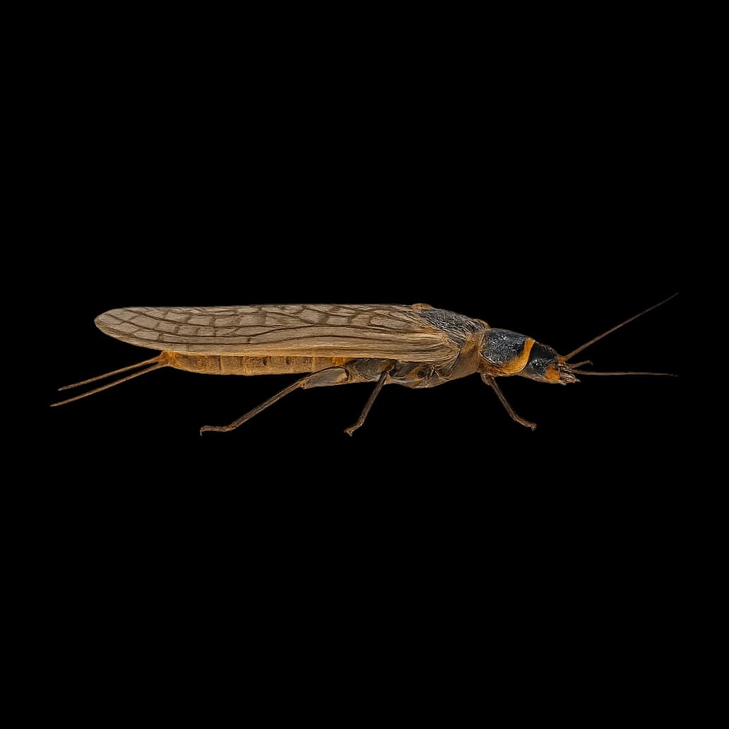 Salmonfly — Adult