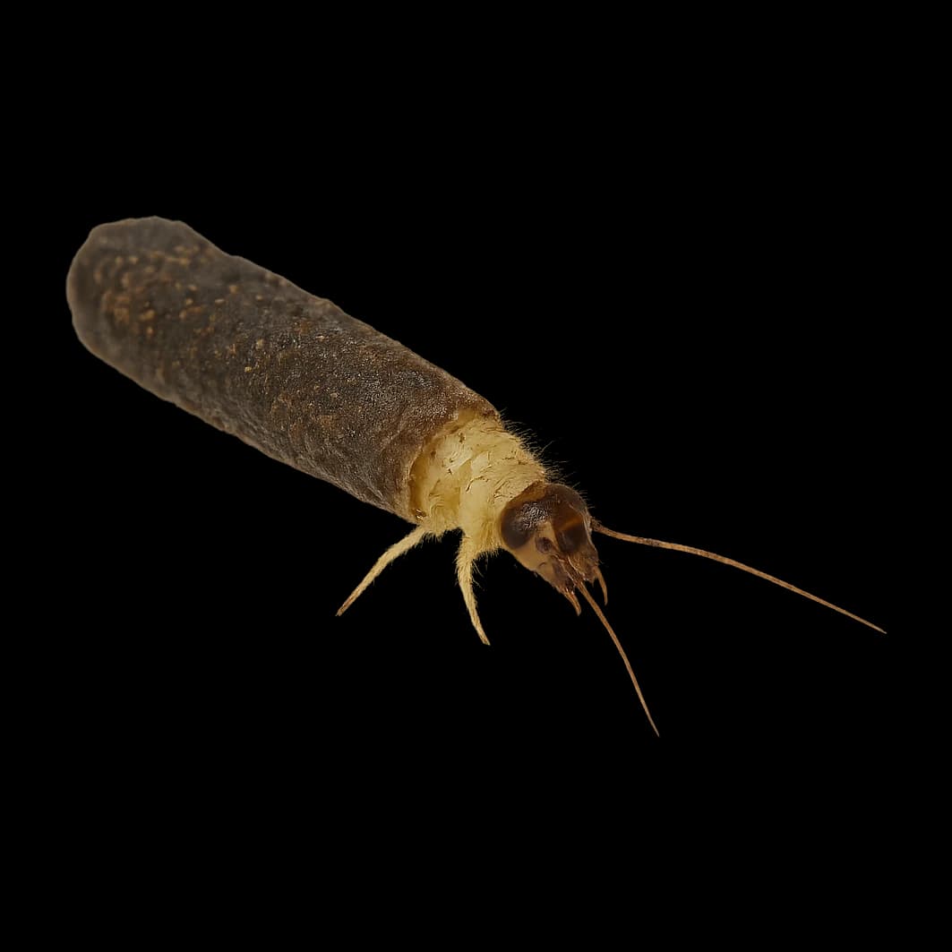 Pycnocentrodes — Larva / pupa