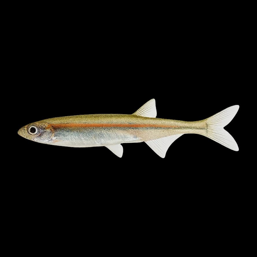 Smelt & Fry (Southern) — Adult