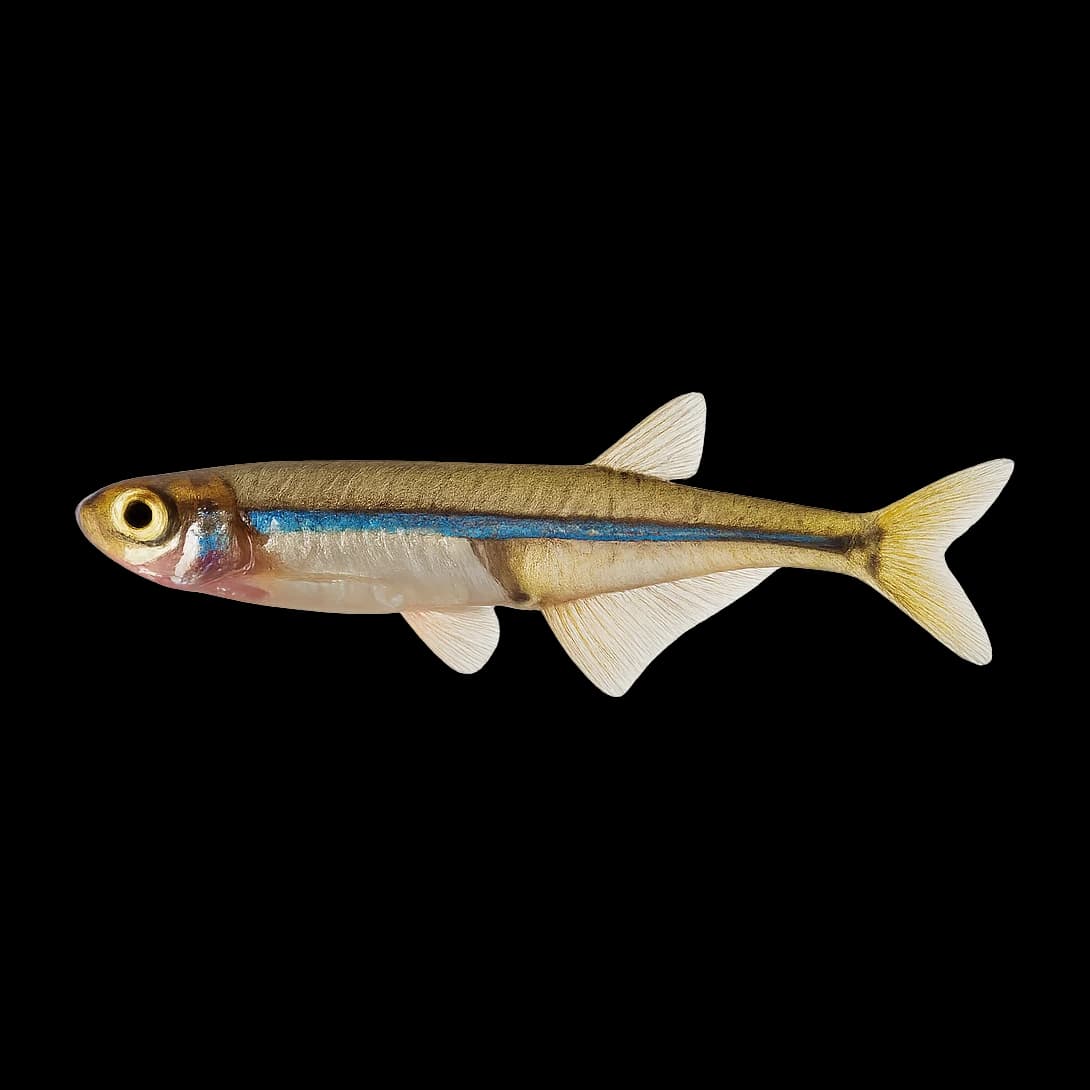 Smelt & Fry (Southern) — Adult
