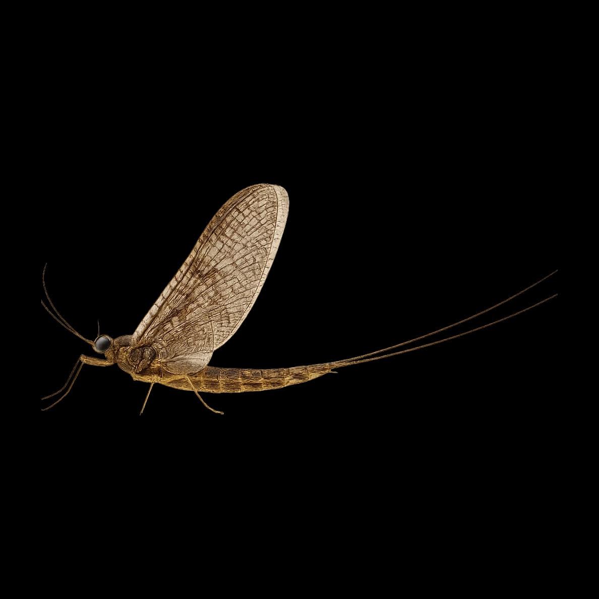 March Brown — Spinner