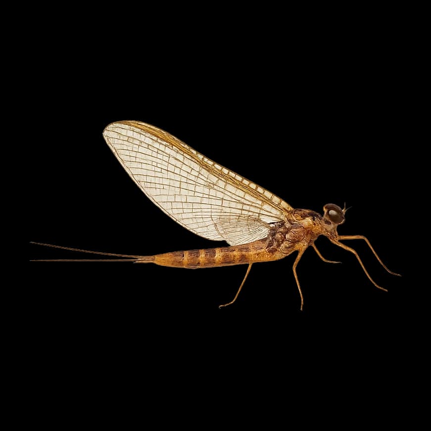 Alpine Rhithrogena — Spinner