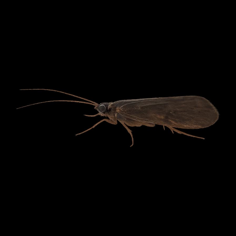 Sericostoma personatum — Adult