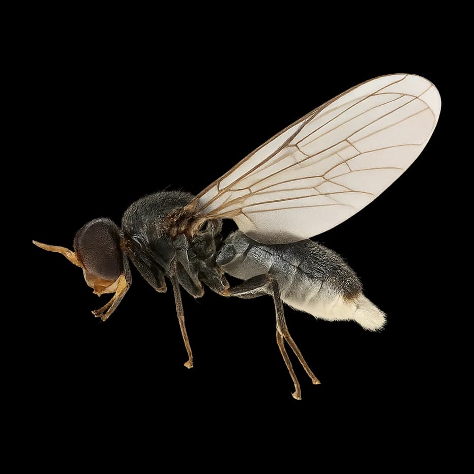 Reed Smut — Adult