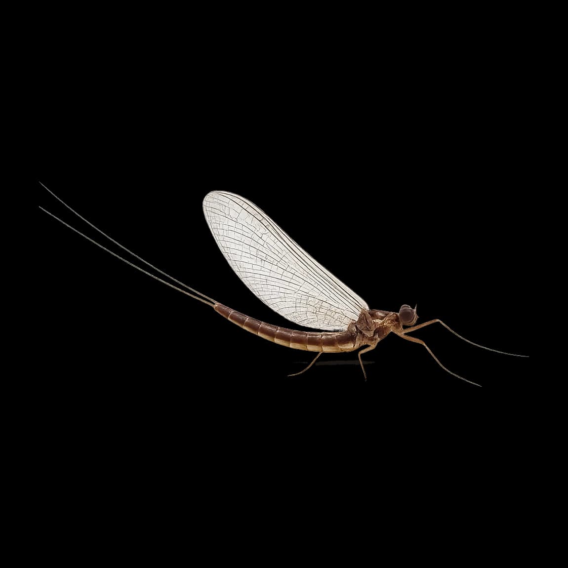Large Summer Dun — Spinner