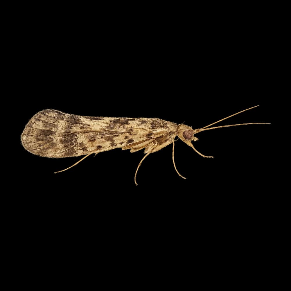 Smicridea (Patagonian Caddis) — Adult