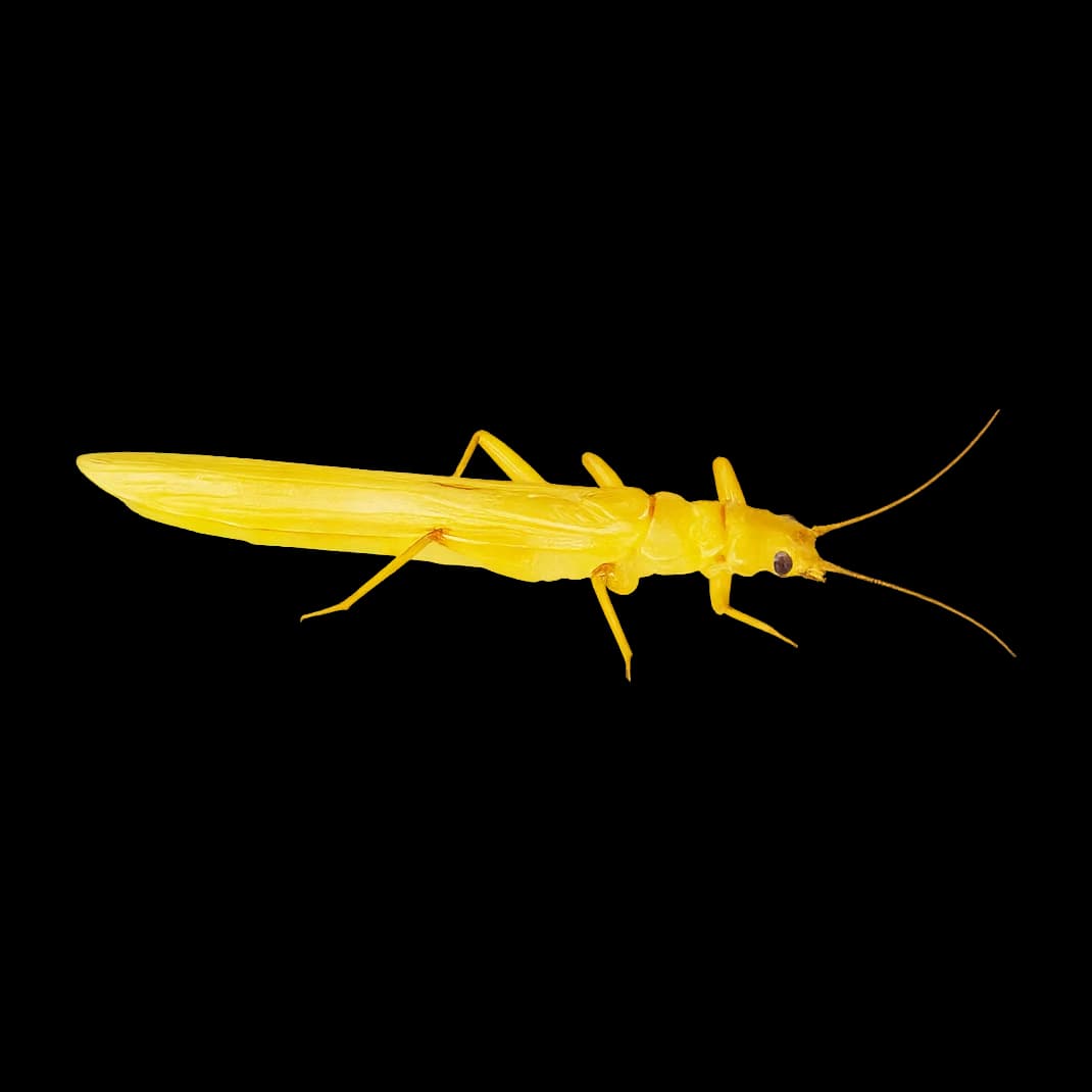 NZ Green Stonefly — Adult