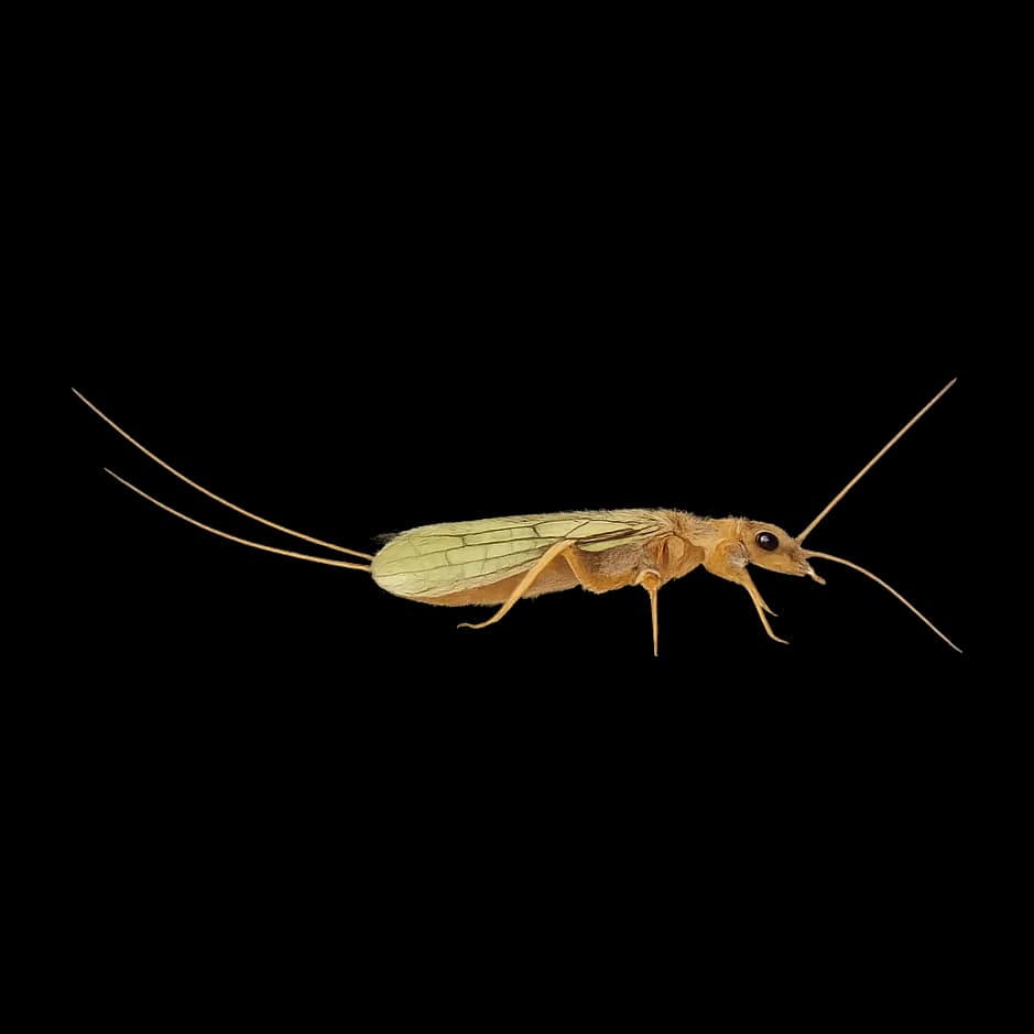 Sweltsa — Adult
