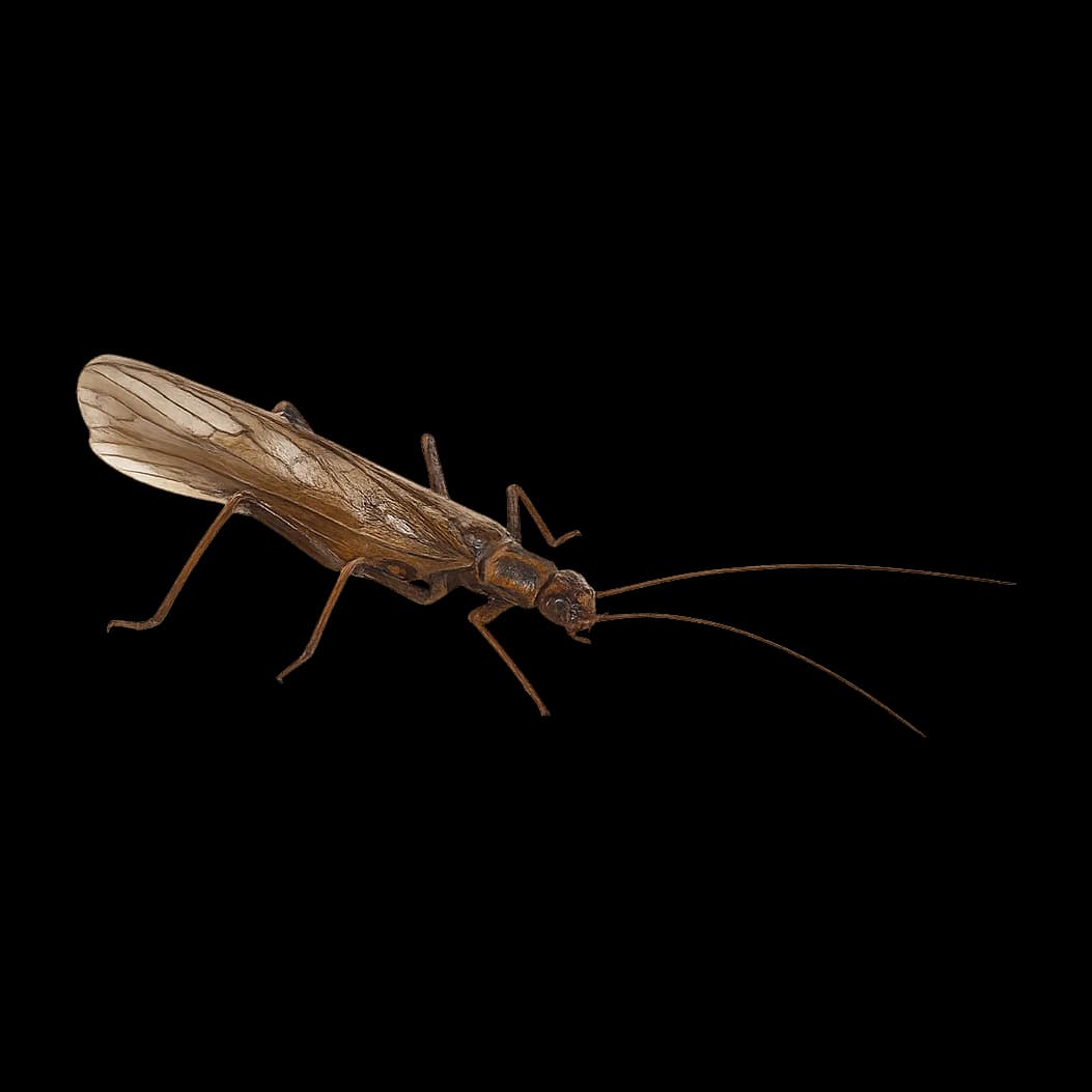 Early Black Stonefly — Adult