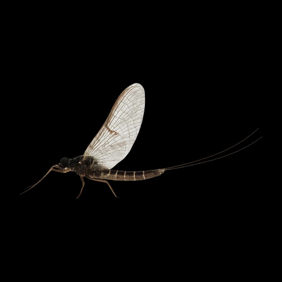 Trico — Spinner