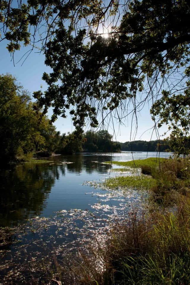 Sunlit view of the American River in Sacramento, California, with overhanging oak trees and calm water dotted with floating vegetation.