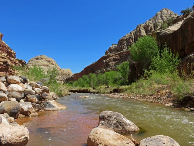 The Fremont River flowing over a rocky bed through a red rock canyon in Capitol Reef National Park, Utah.