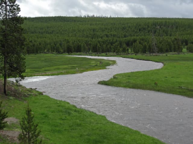 The Gibbon River meandering through a grassy meadow in Yellowstone National Park, Wyoming