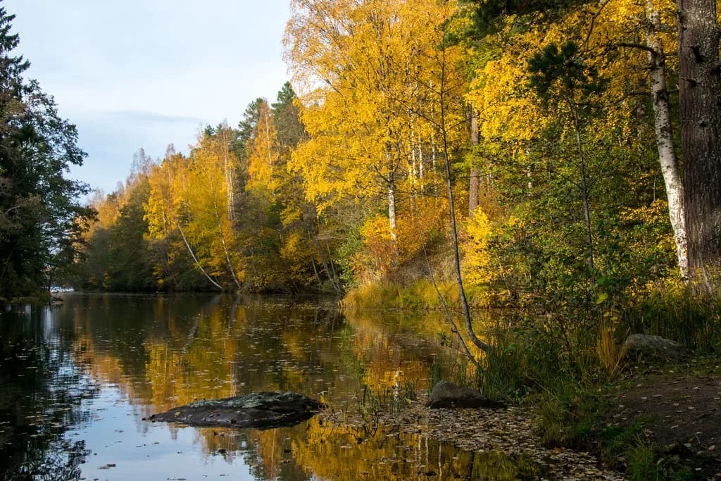 A calm wooded river reach lined with golden autumn birch trees reflected in still water.
