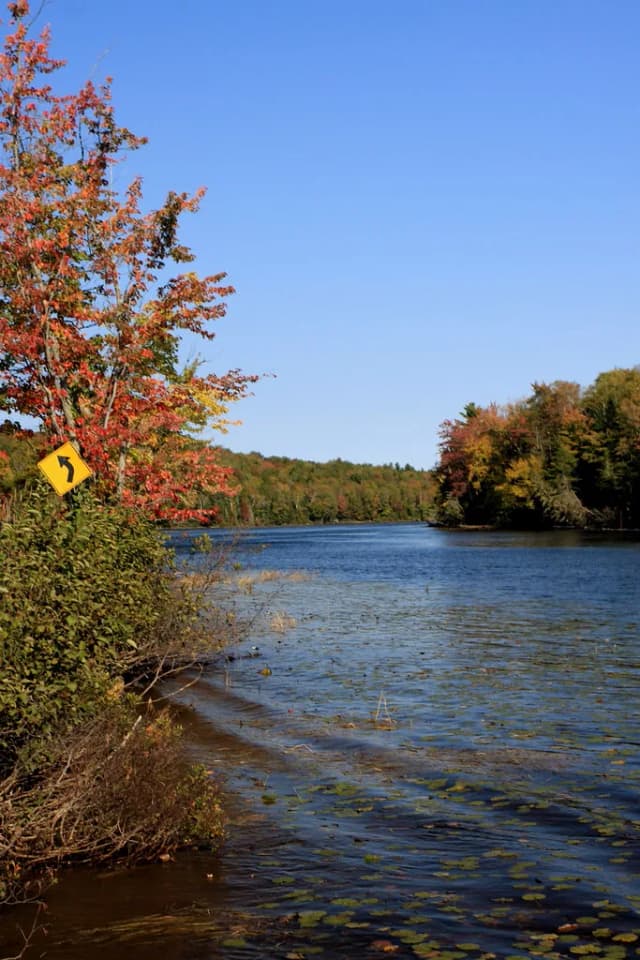 Wide calm bend of the Androscoggin River near Errol, New Hampshire, with trees in fall color along the banks and lily pads in the foreground water.
