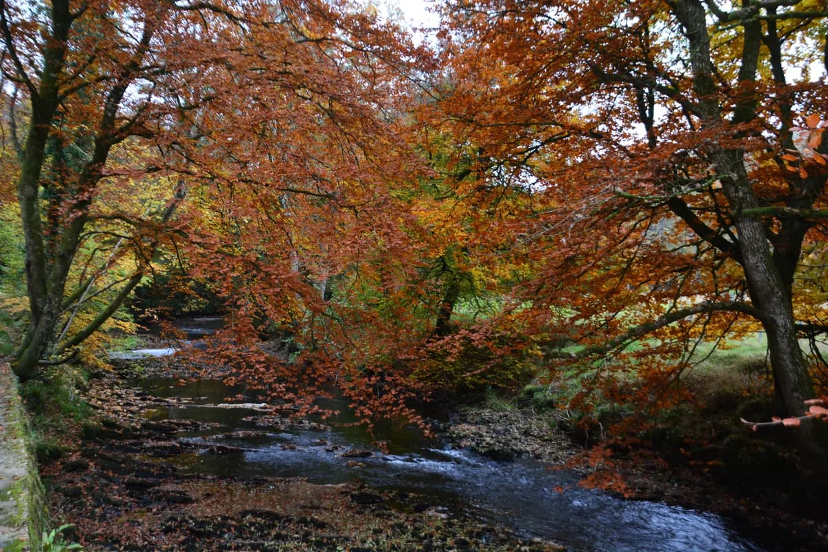 The River Teign flowing through a wooded valley near Teignbridge, Devon, with clear water over a rocky bed.