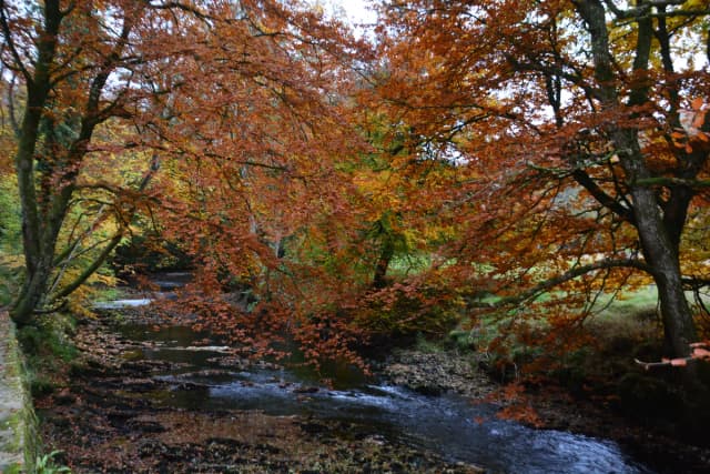 The River Teign flowing through a wooded valley near Teignbridge, Devon, with clear water over a rocky bed.