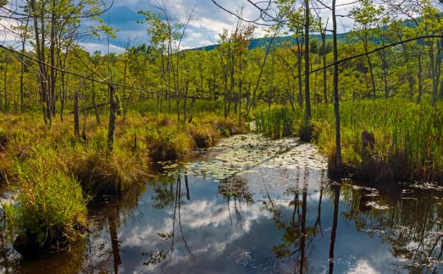 Wappinger Creek — Source of Wappinger Creek at Thompson Pond, Pine Plains, NY